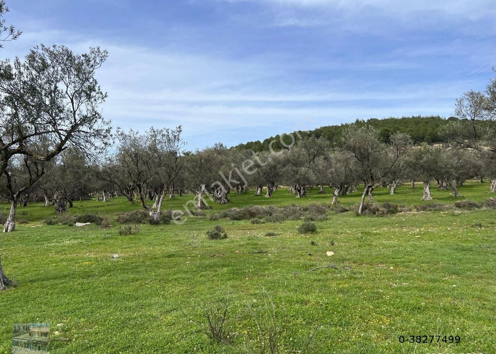 Balıkesir Ayvalık Camlık Ta Satılık 13,869 Metre Kare Arsa - Görsel 5