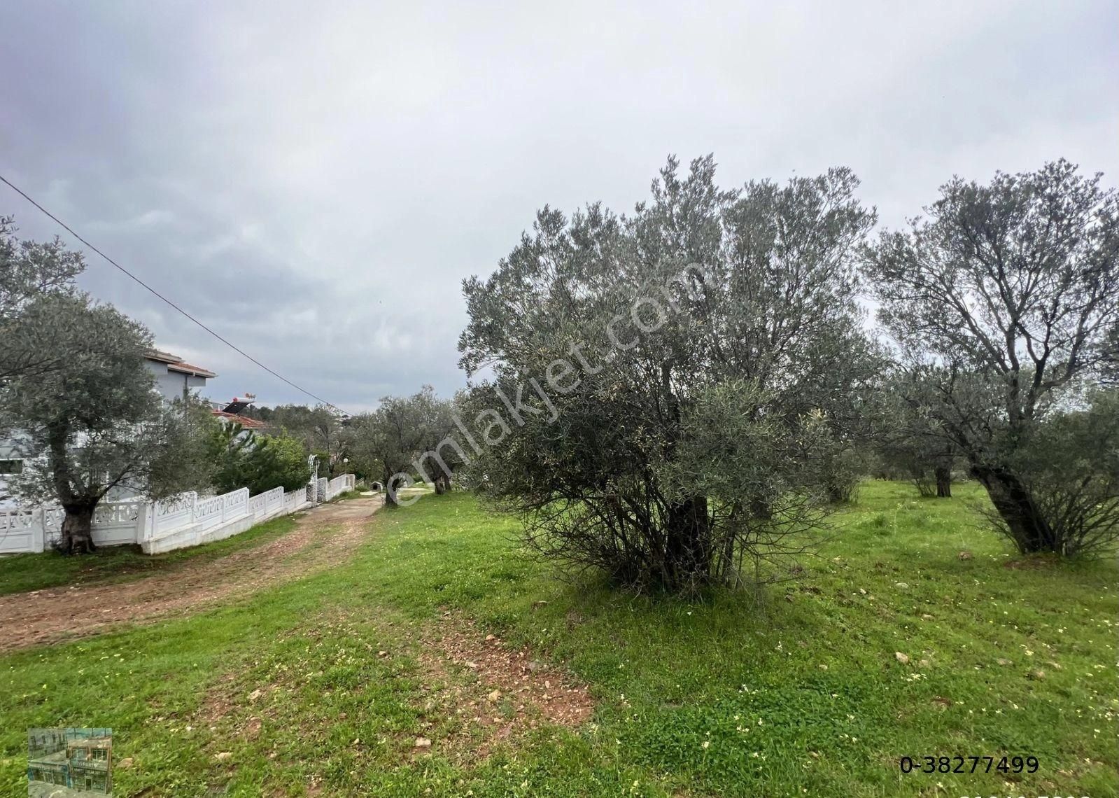 Balıkesir Ayvalık Ta Satılık 6,564 Metre Kare Zeytinlik.imara Bitişik.denize Yakın - Görsel 2