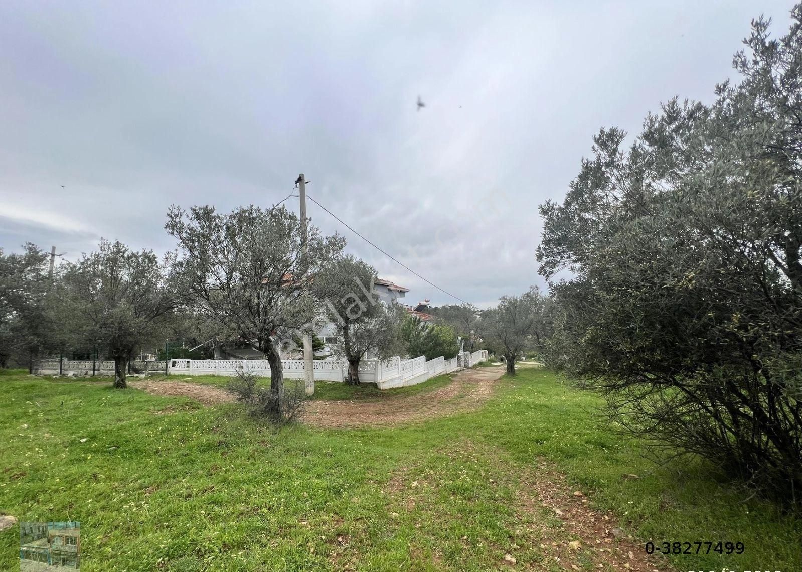 Balıkesir Ayvalık Ta Satılık 6,564 Metre Kare Zeytinlik.imara Bitişik.denize Yakın