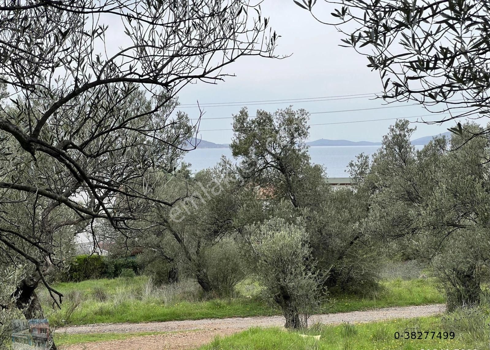 Balıkesir Ayvalık Ta Satılık 6,564 Metre Kare Zeytinlik.imara Bitişik.denize Yakın - Görsel 8