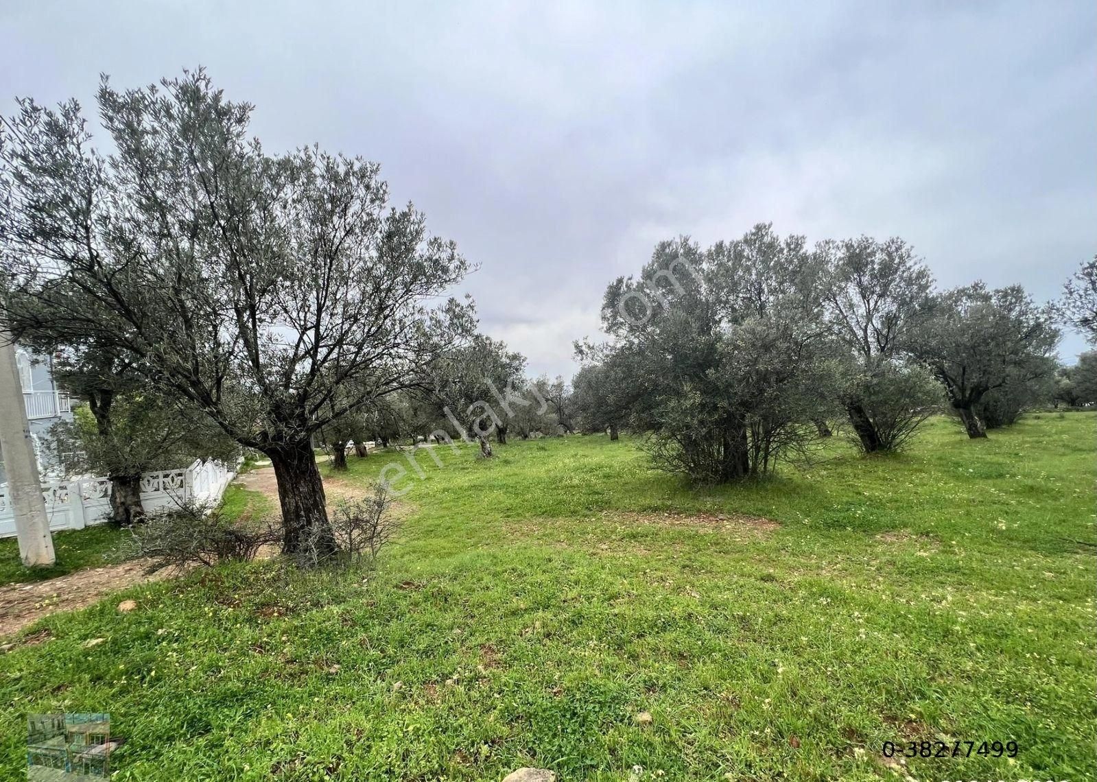 Balıkesir Ayvalık Ta Satılık 6,564 Metre Kare Zeytinlik.imara Bitişik.denize Yakın - Görsel 4