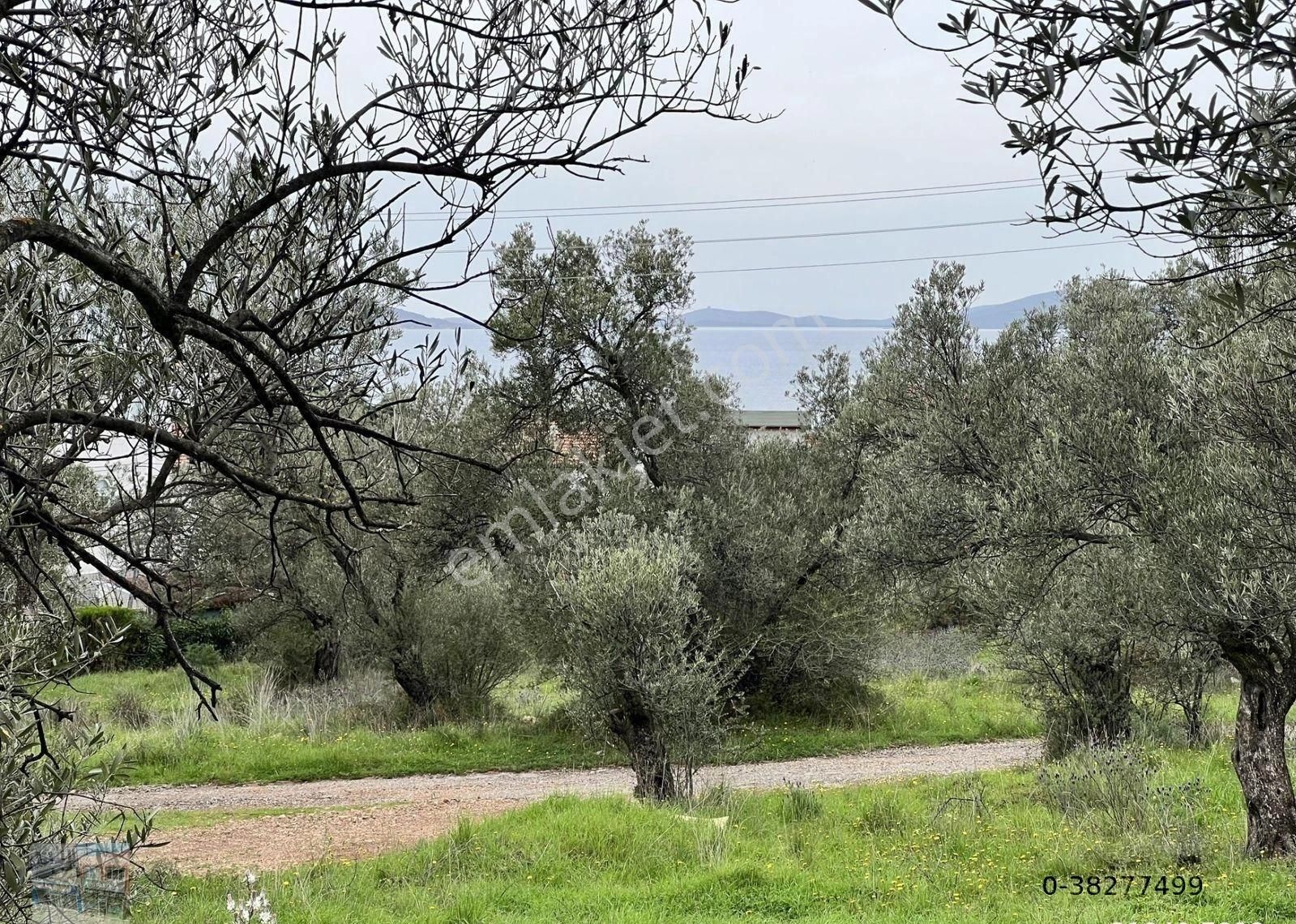 Balıkesir Ayvalık Ta Satılık 6,564 Metre Kare Zeytinlik.imara Bitişik.denize Yakın - Görsel 5