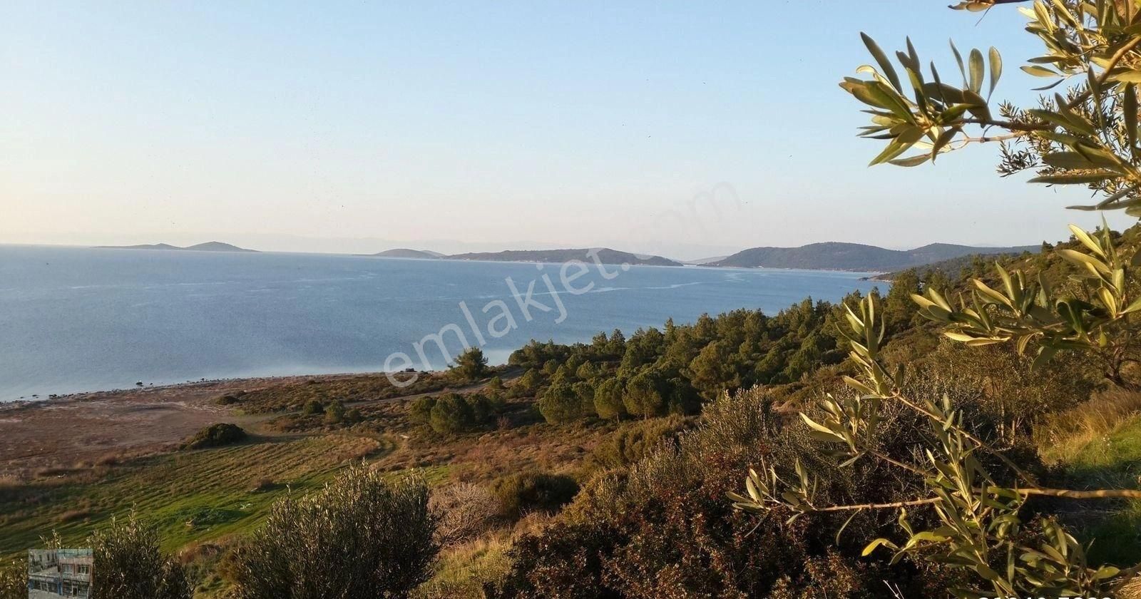 Balıkesir Ayvalık Sarımsaklı Da Satılık 21 Donum Arsa. - Görsel 2
