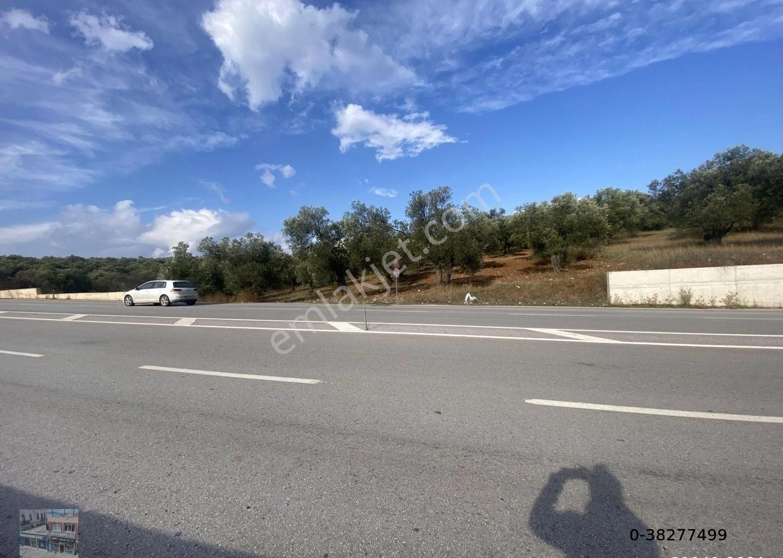 Balıkesir Ayvalık Ta Satılık 7311 Metre Kare Zeytinlik - Görsel 15