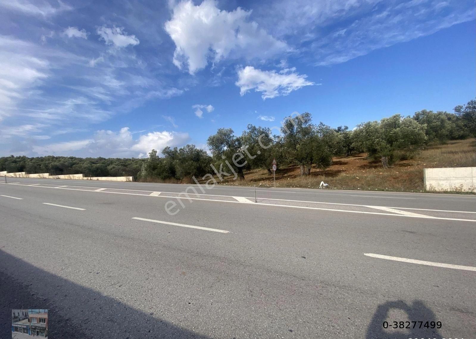 Balıkesir Ayvalık Ta Satılık 7311 Metre Kare Zeytinlik - Görsel 5