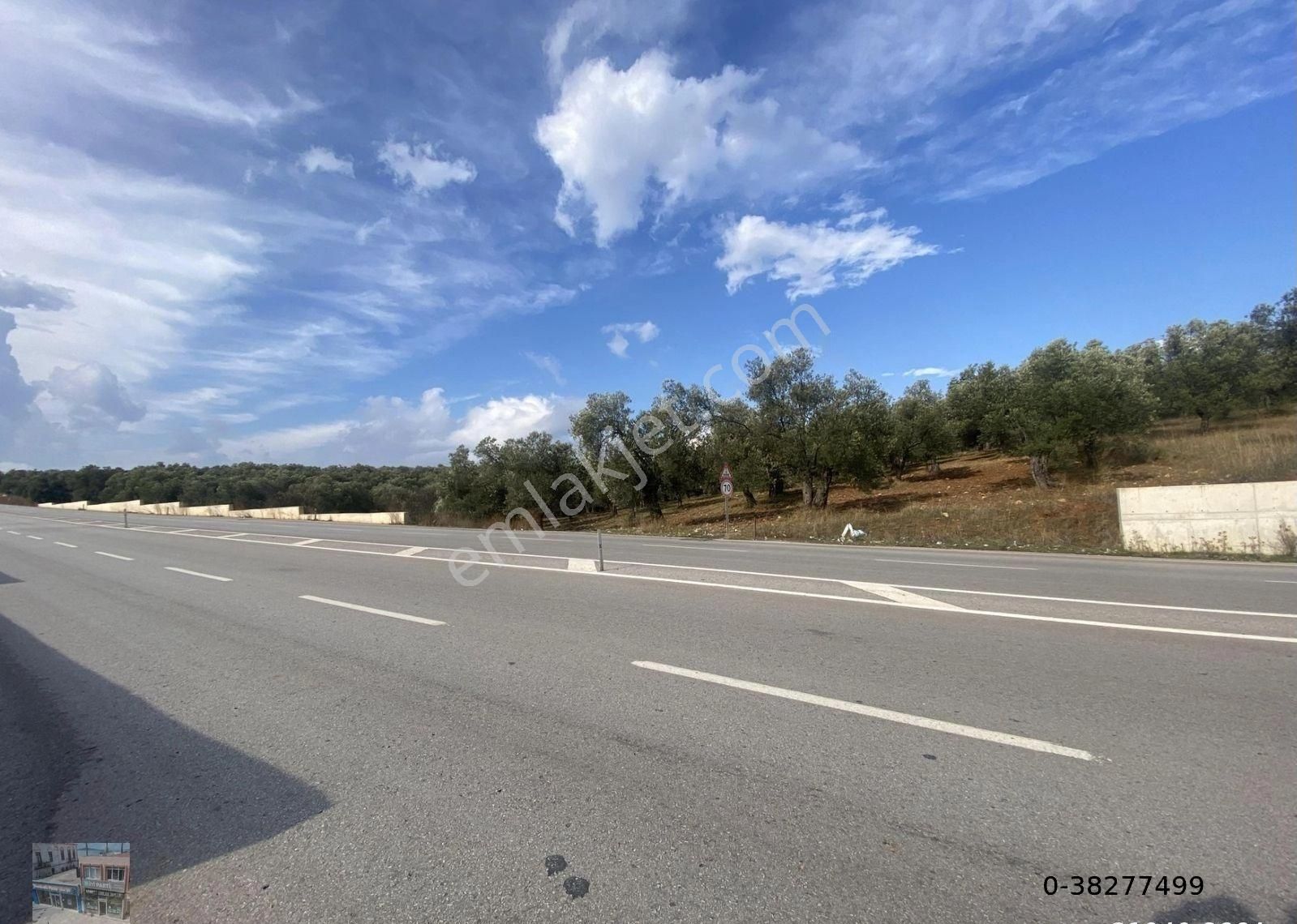 Balıkesir Ayvalık Ta Satılık 7311 Metre Kare Zeytinlik - Görsel 8