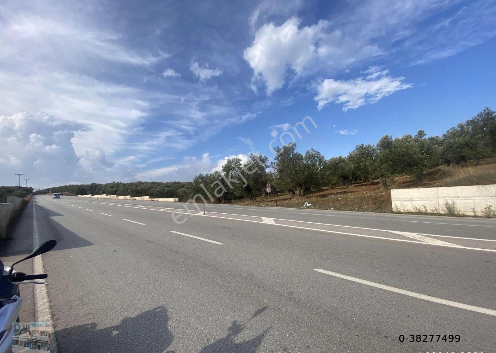 Balıkesir Ayvalık Ta Satılık 7311 Metre Kare Zeytinlik - Görsel 10