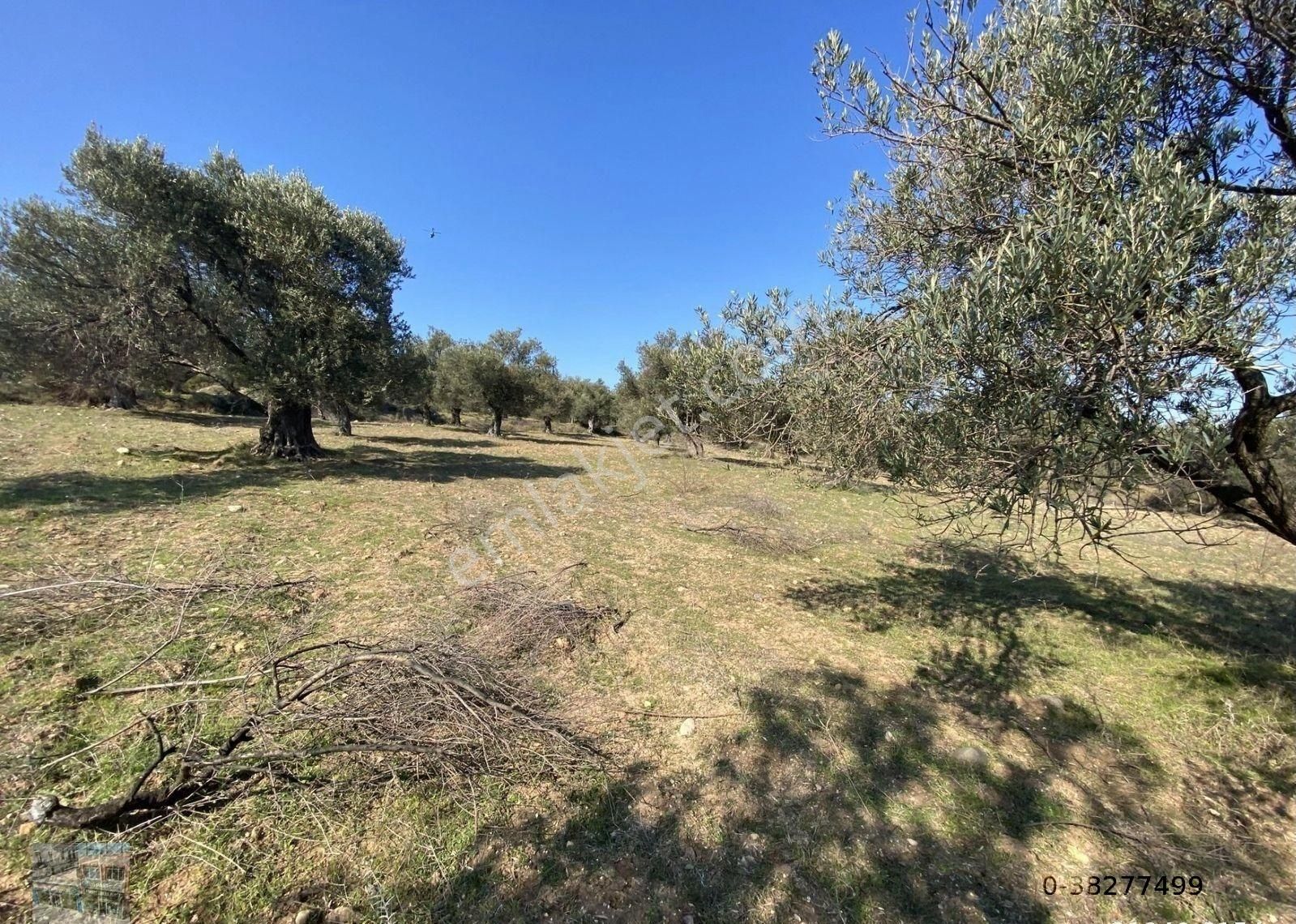 Balıkesir Ayvalık Kucukkoy Satılık 14,910 Metre Kare Zeytinlik - Görsel 5
