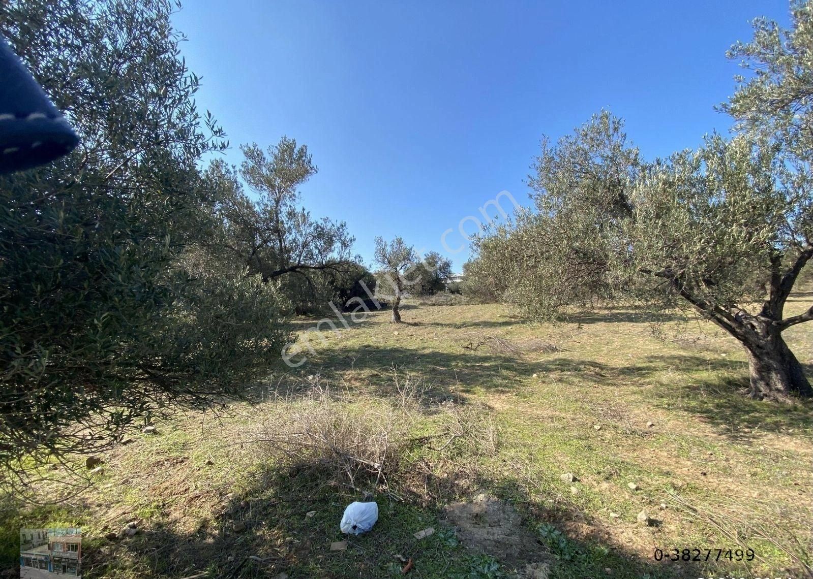Balıkesir Ayvalık Kucukkoy Satılık 14,910 Metre Kare Zeytinlik - Görsel 2