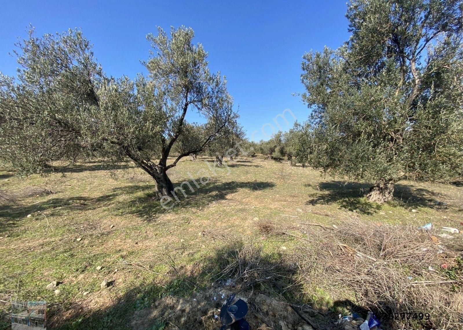 Balıkesir Ayvalık Kucukkoy Satılık 14,910 Metre Kare Zeytinlik