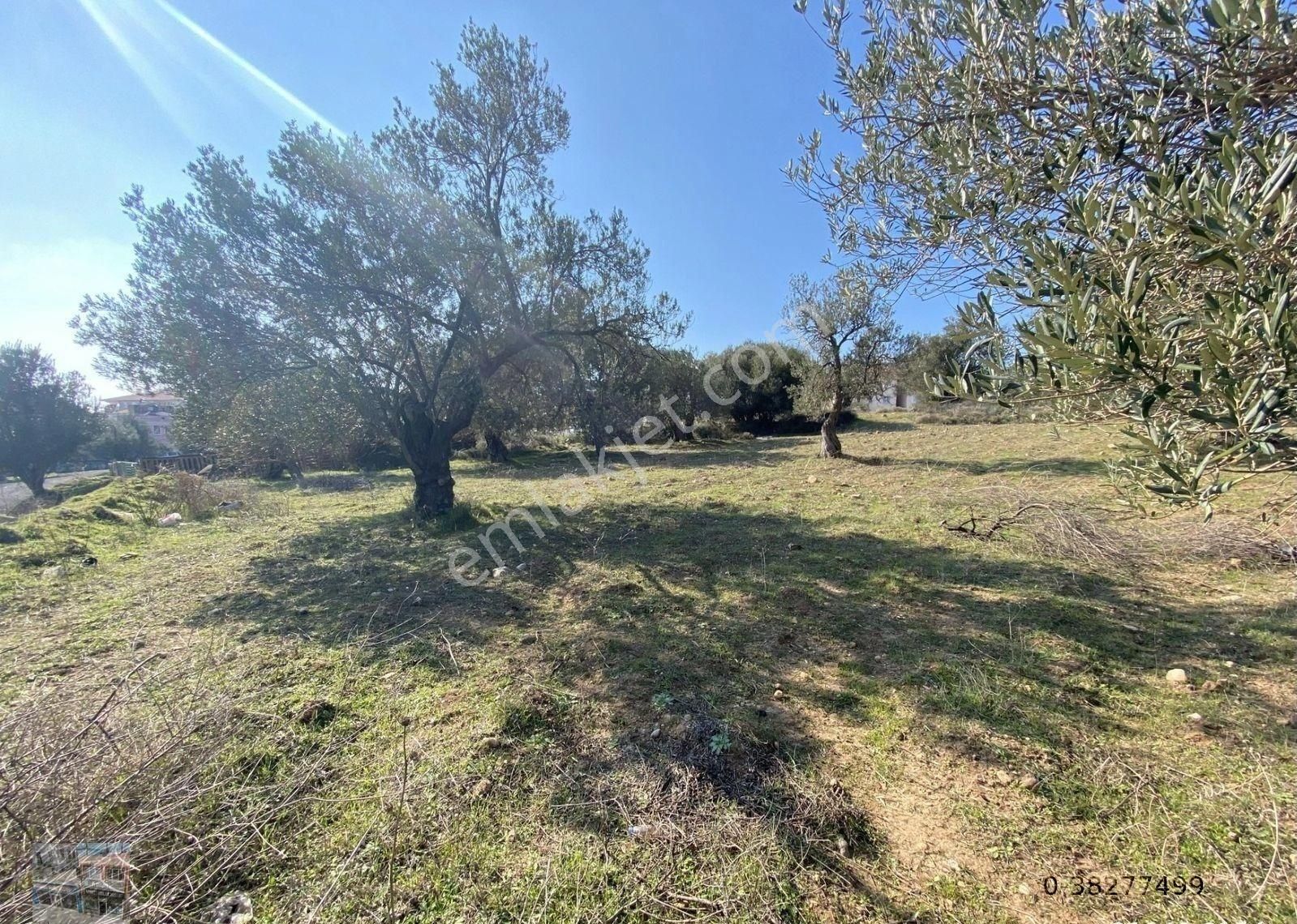 Balıkesir Ayvalık Kucukkoy Satılık 14,910 Metre Kare Zeytinlik - Görsel 4
