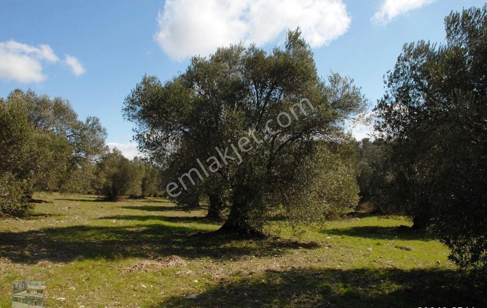 Balıkesir Ayvalık Ta Satılık 302 Donum Zeytinlik - Görsel 4
