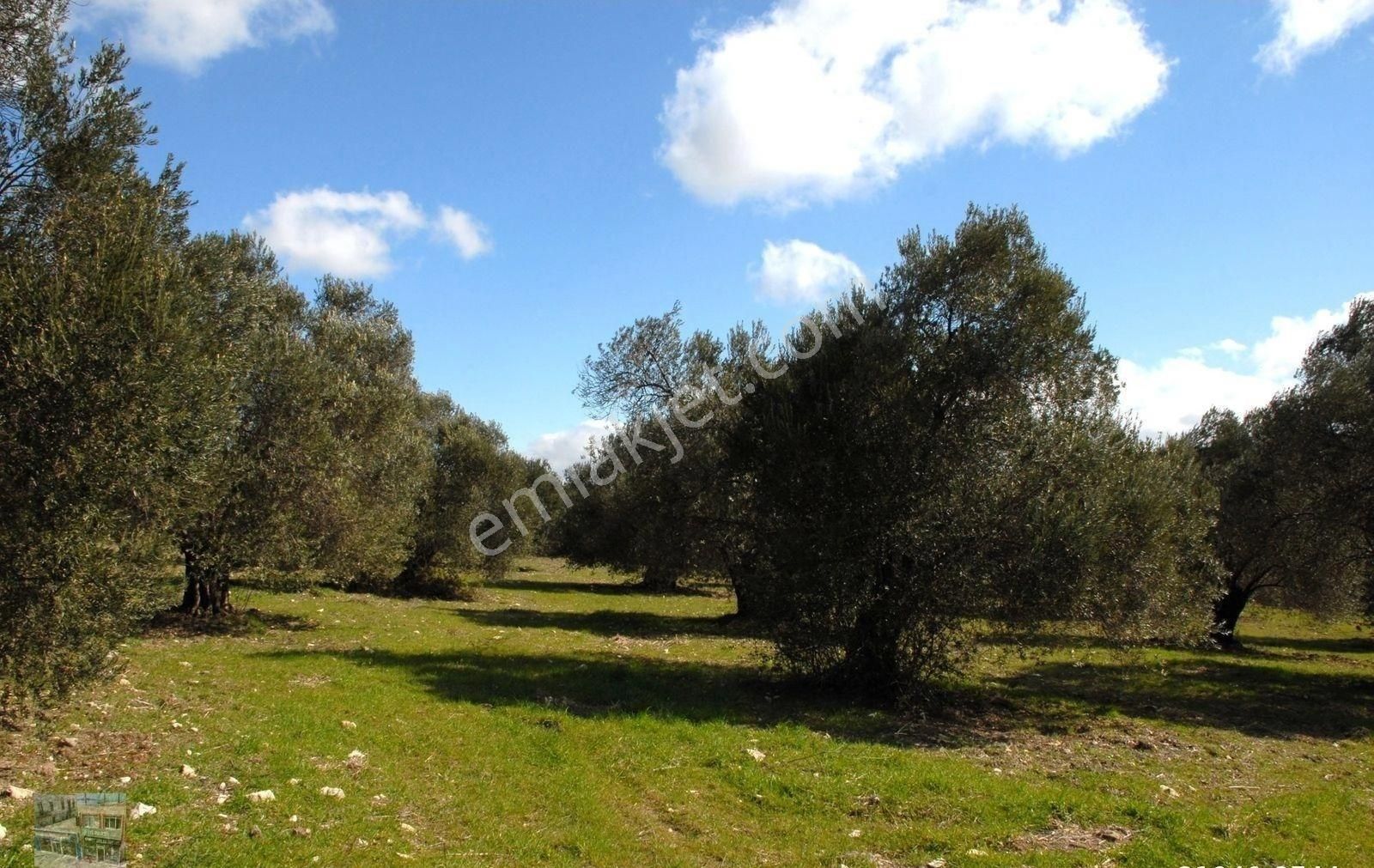 Balıkesir Ayvalık Ta Satılık 302 Donum Zeytinlik