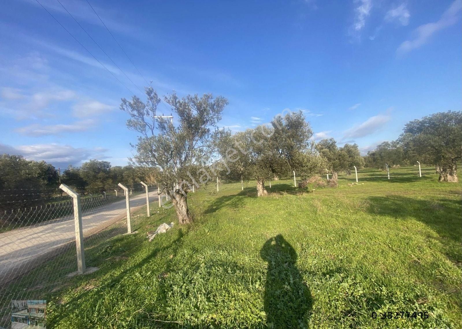 Balıkesir Ayvalık Ta Satılık 17,428 Metre Kare Arsa - Görsel 2