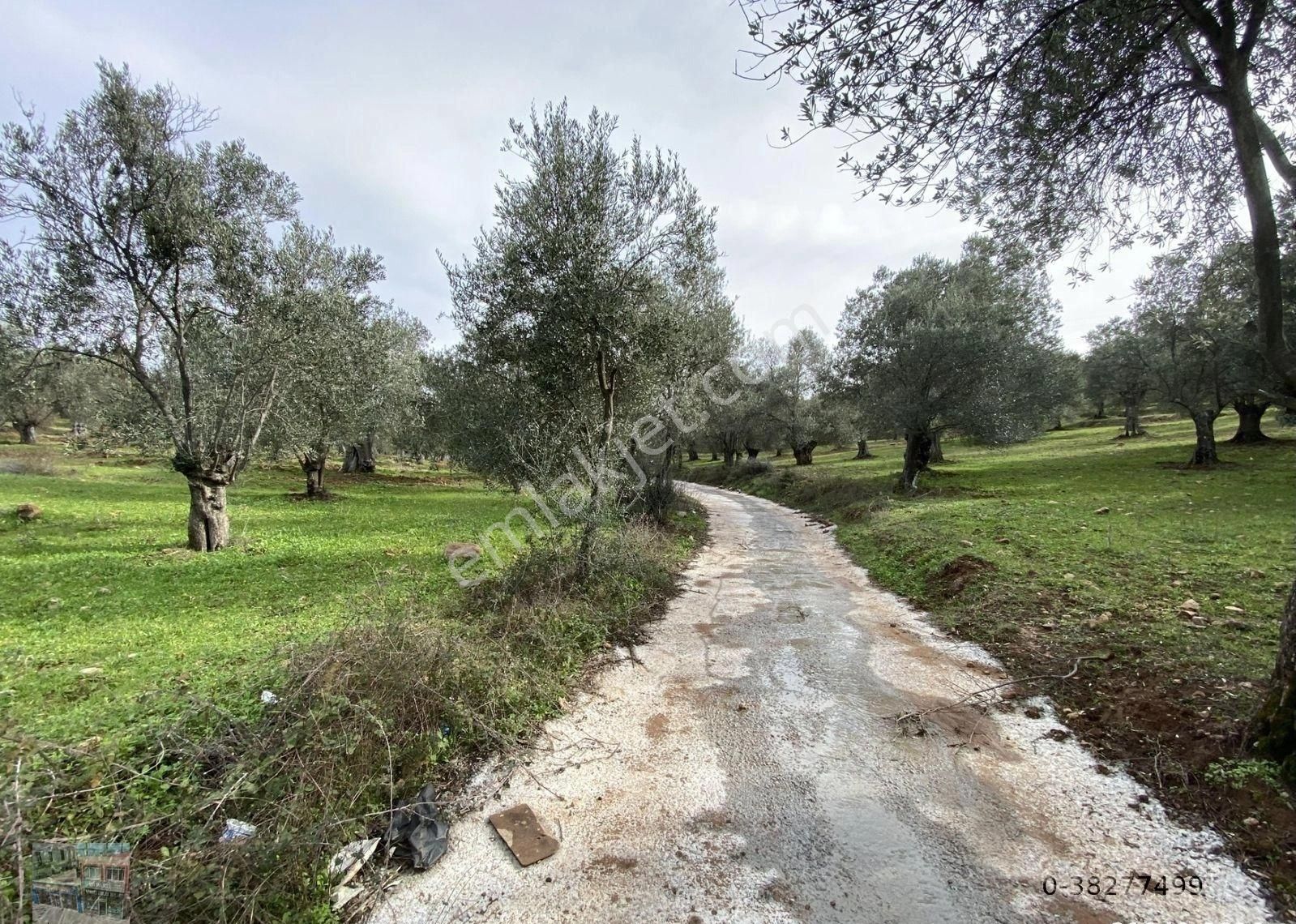 Balıkesir Ayvalık Sakarya Da Satılık 72 Donum Zeytinlik. - Görsel 5
