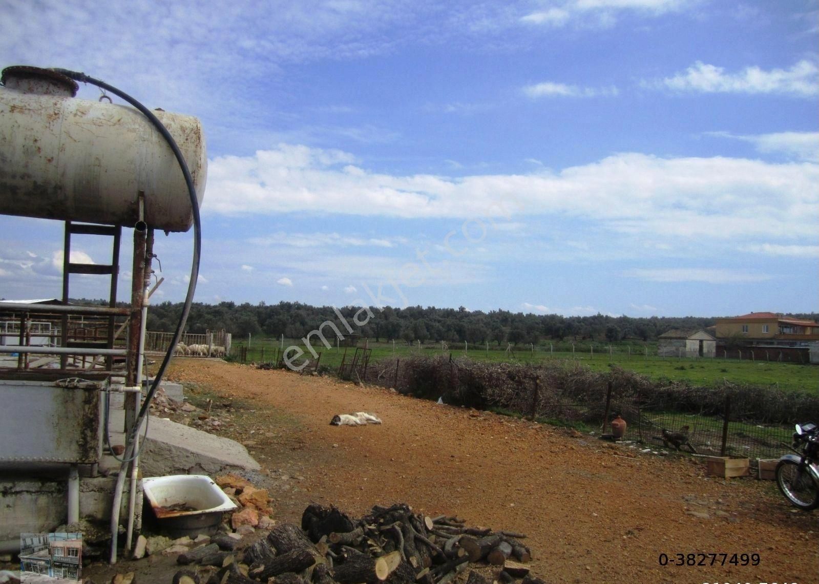 Balıkesir Ayvalık Ta Satılık Ciftlik. - Görsel 9
