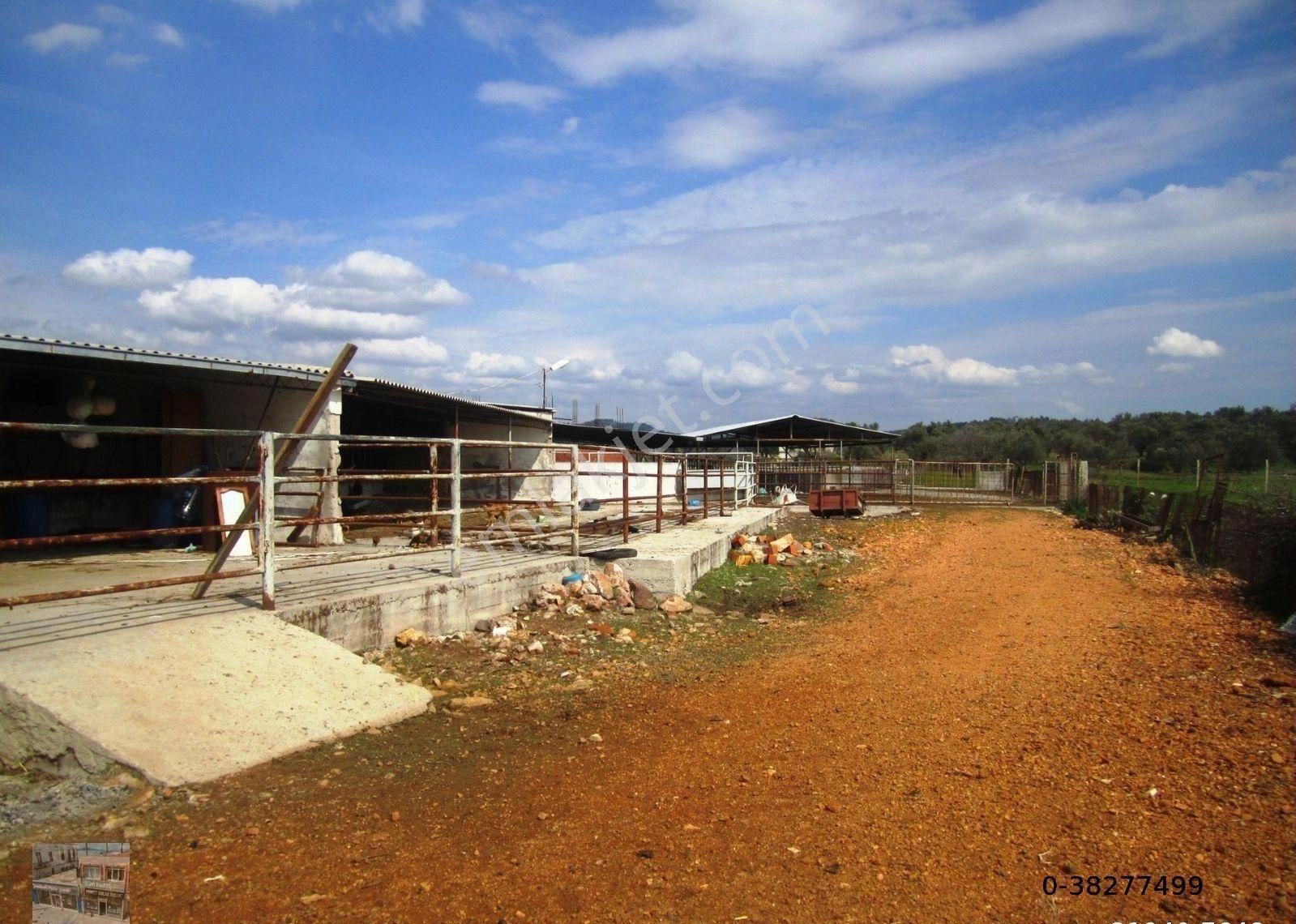 Balıkesir Ayvalık Ta Satılık Ciftlik. - Görsel 3