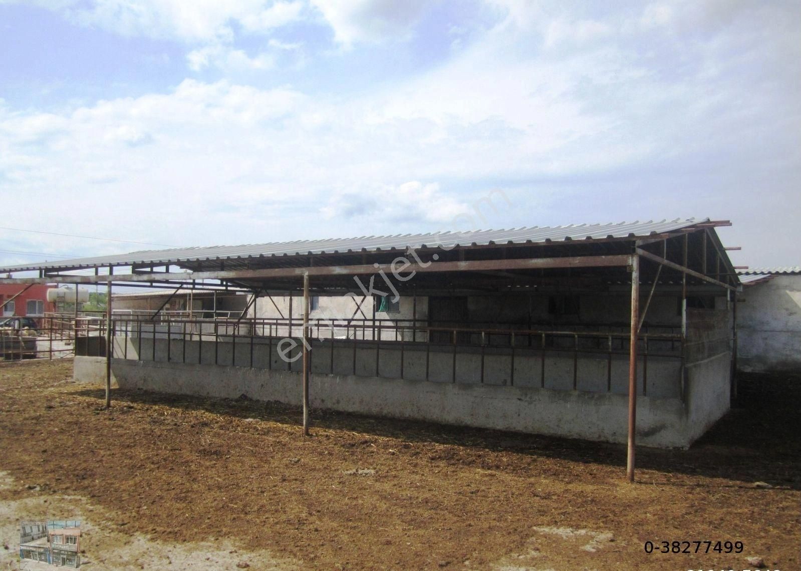 Balıkesir Ayvalık Ta Satılık Ciftlik. - Görsel 7