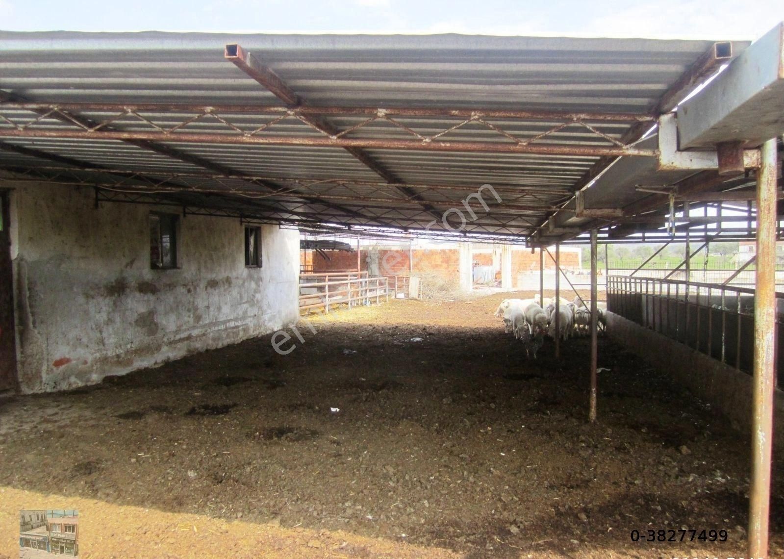 Balıkesir Ayvalık Ta Satılık Ciftlik. - Görsel 4