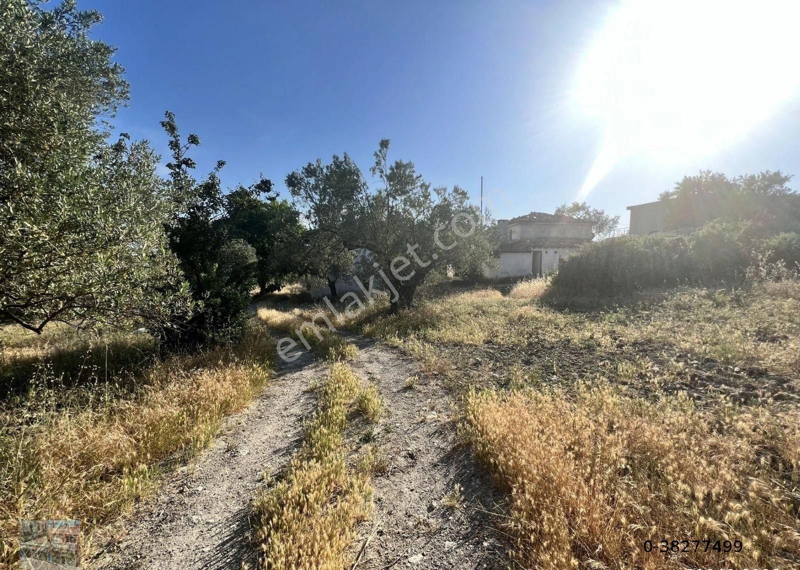 Balıkesir Ayvalık Mutlu Da Satılık 301 Donum Zeytinlik - Görsel 8