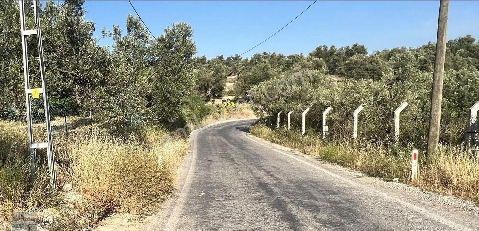 Balıkesir Ayvalık Mutlu Da Satılık 301 Donum Zeytinlik - Görsel 2