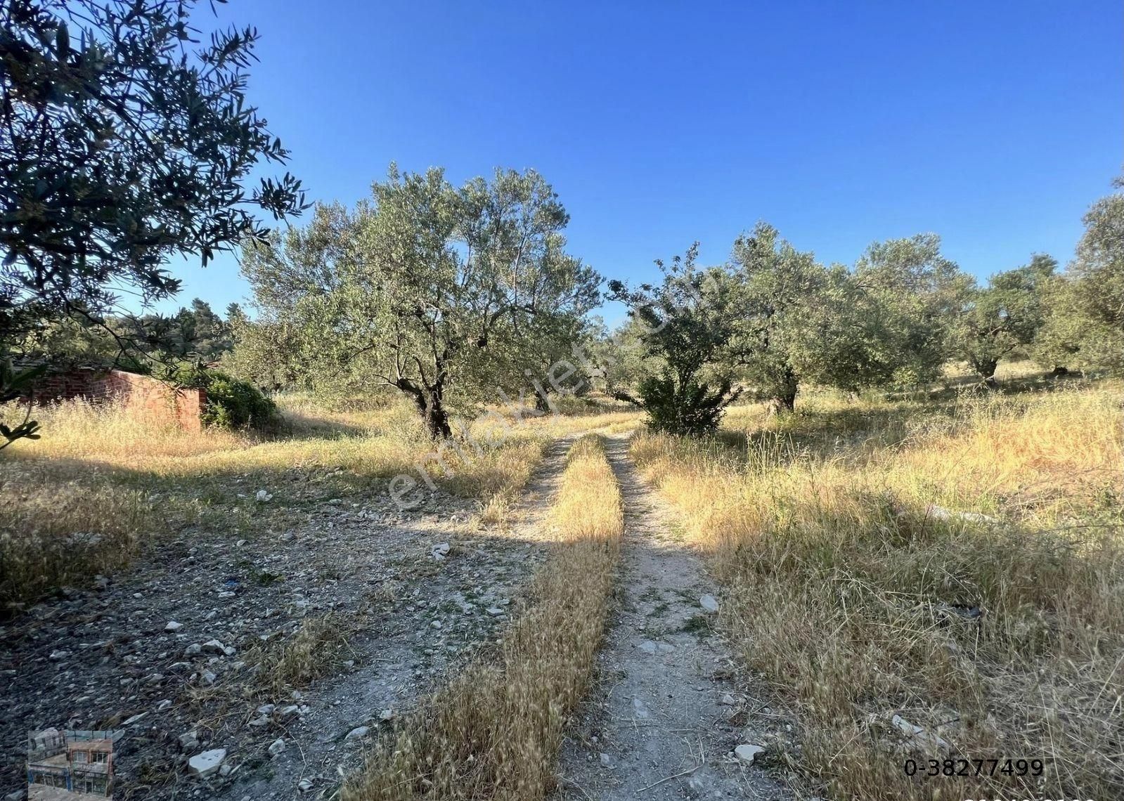 Balıkesir Ayvalık Mutlu Da Satılık 117 Donum Zeytinlik.köye Yakın - Görsel 3
