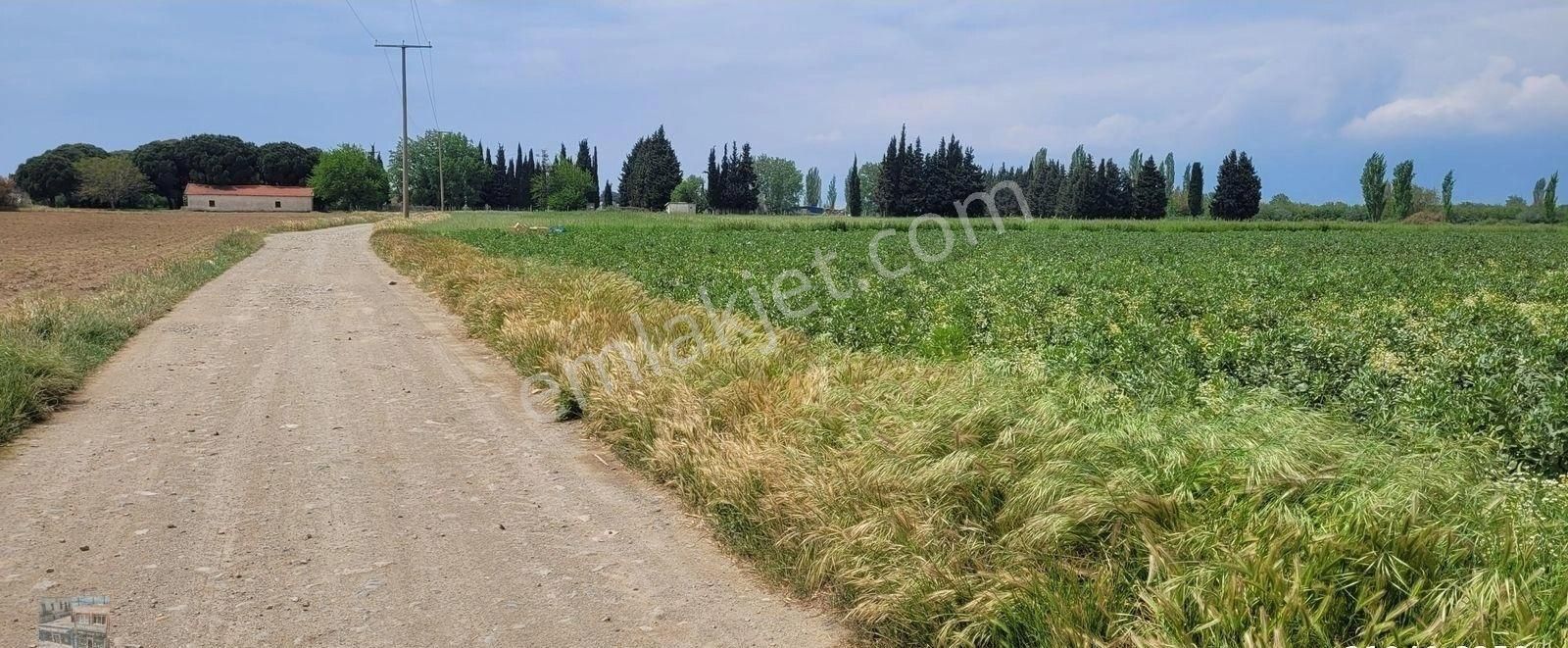 Balıkesir Burhaniye De Satılık 26 Donum Tarla. - Görsel 5