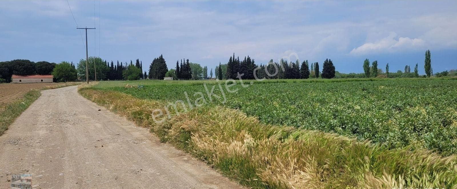 Balıkesir Burhaniye De Satılık 26 Donum Tarla. - Görsel 3