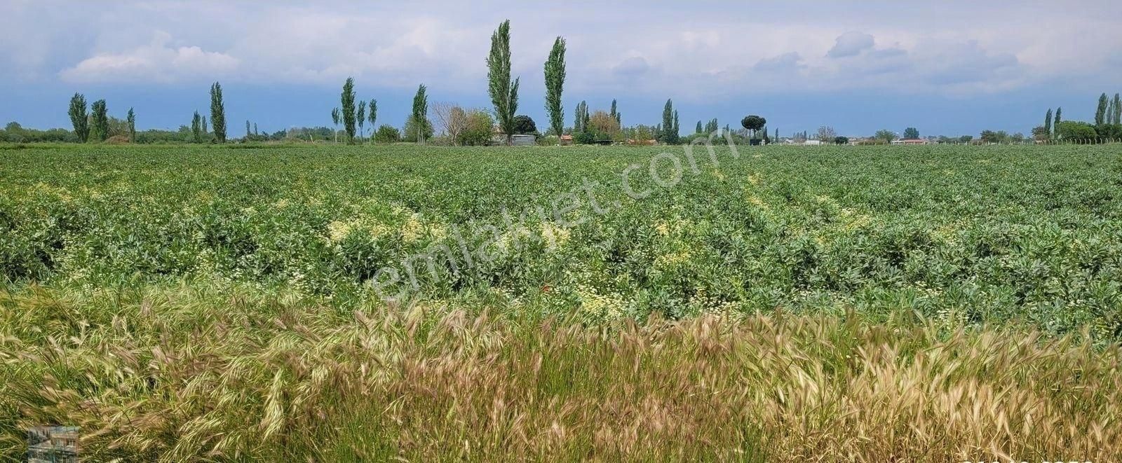 Balıkesir Burhaniye De Satılık 26 Donum Tarla. - Görsel 6