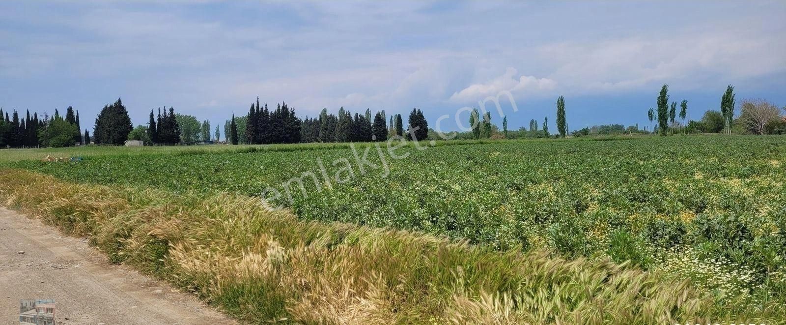 Balıkesir Burhaniye De Satılık 26 Donum Tarla. - Görsel 2