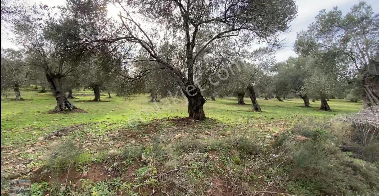 Balıkesir Ayvalık Ta Satılık 122,5 Donum Zeytinlik. - Görsel 7