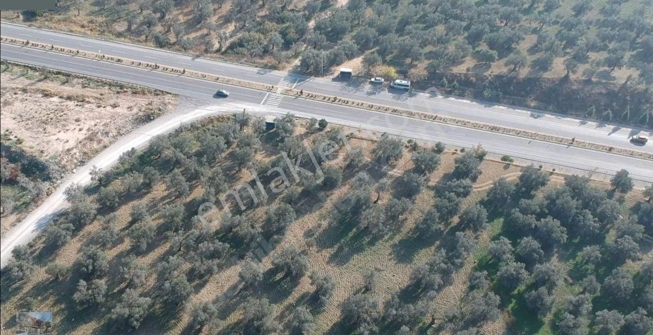 Balıkesir Gömec Keremköy De Satılık 40,000 Metre Kare Zeytinlik. - Görsel 2