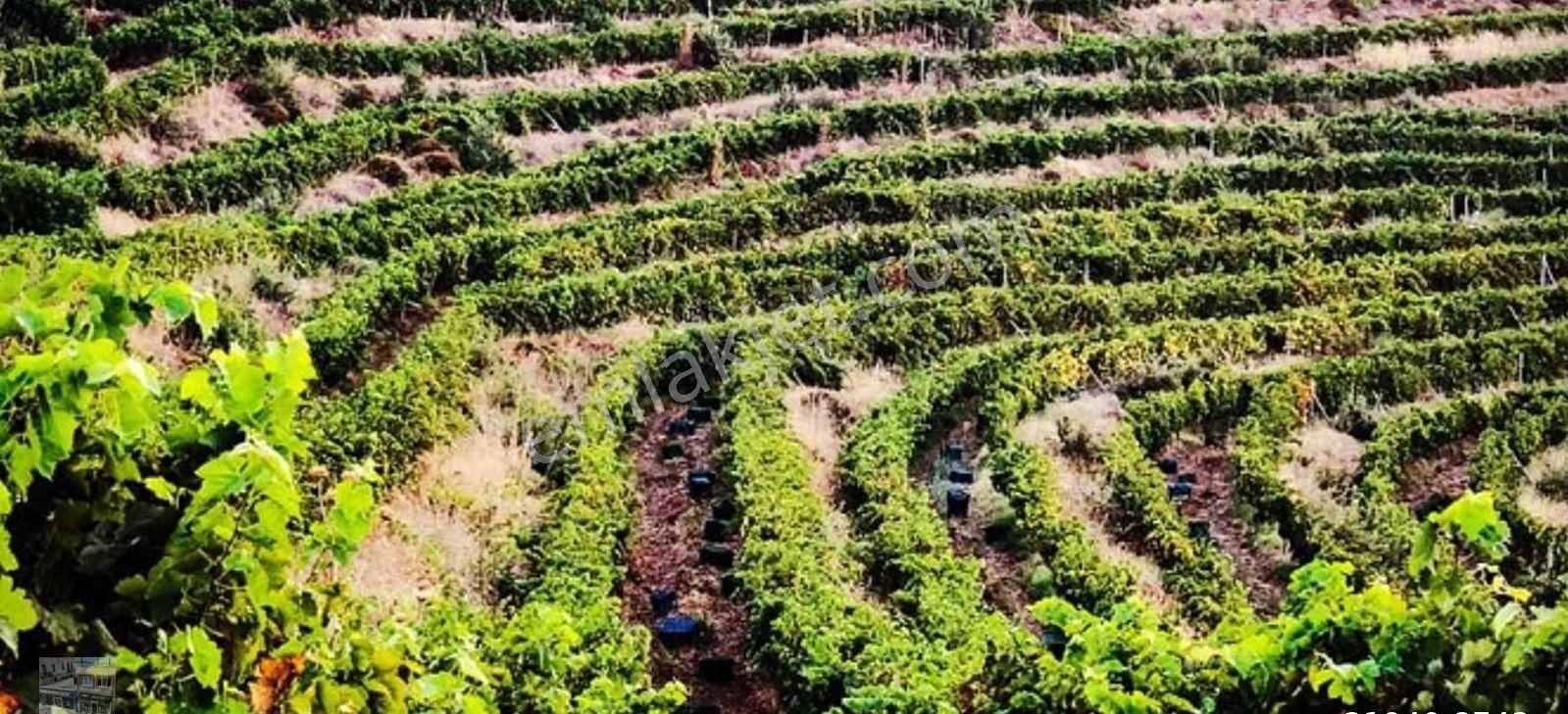 Balıkesir Gömec Kobaşlar Da Satılık 10,000 Metre Kare Bağ Evi Arsası - Görsel 25