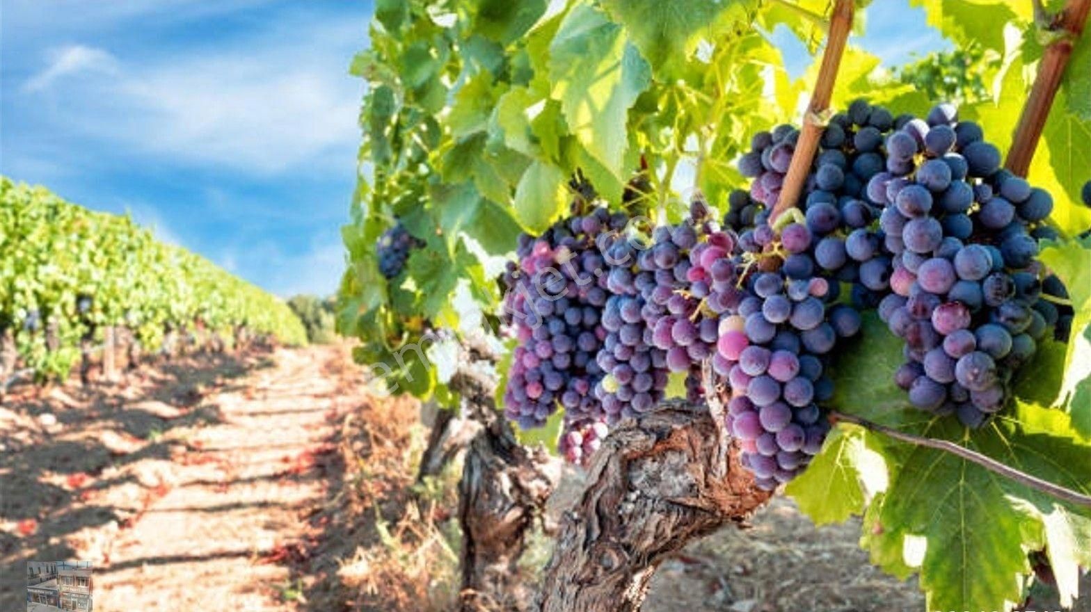 Balıkesir Gömec Kobaşlar Da Satılık 10,000 Metre Kare Bağ Evi Arsası - Görsel 17