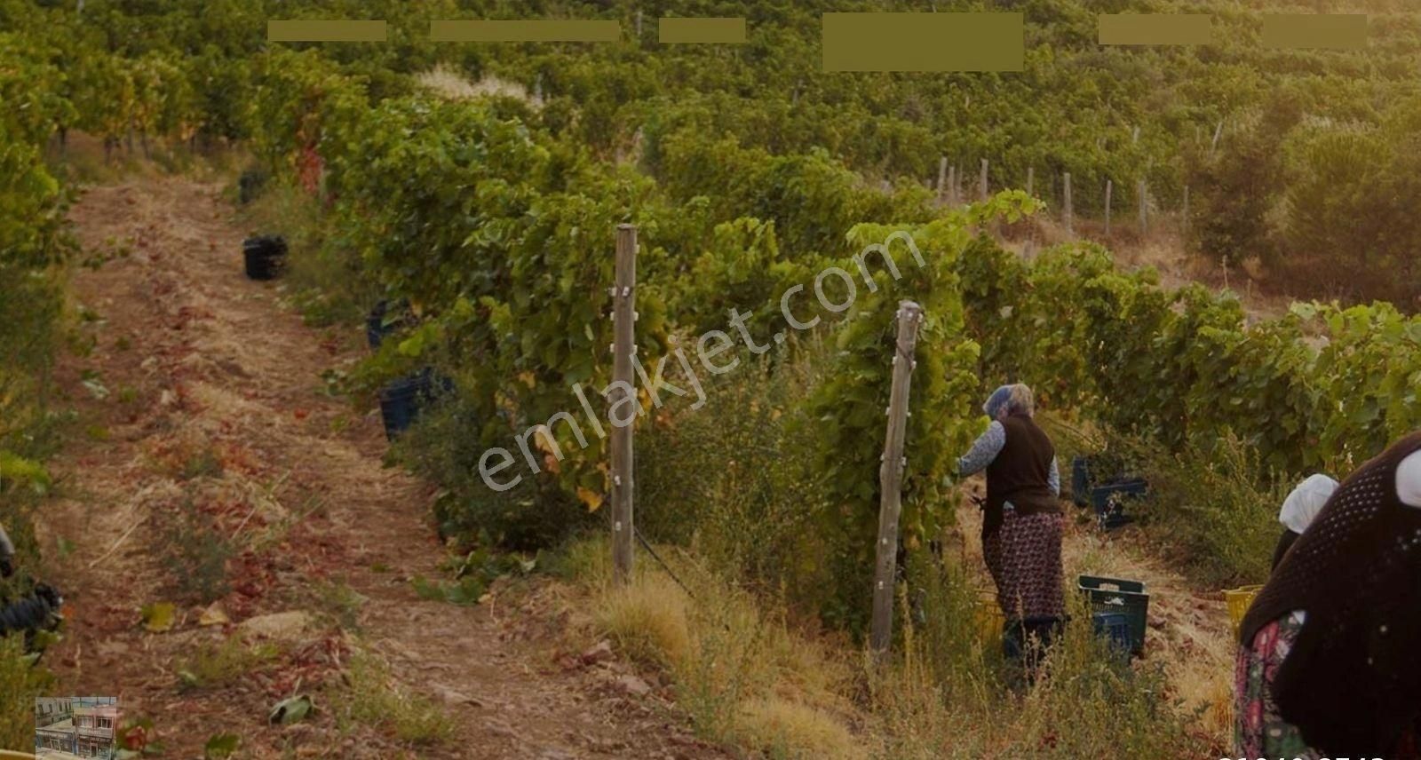 Balıkesir Gömec Kobaşlar Da Satılık 10,000 Metre Kare Bağ Evi Arsası - Görsel 24