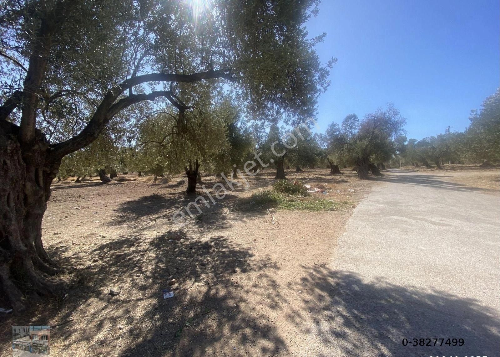 Balıkesir Ayvalık Ta Satılık 43 Donum Muhtelif İmarlı Arsa. - Görsel 5