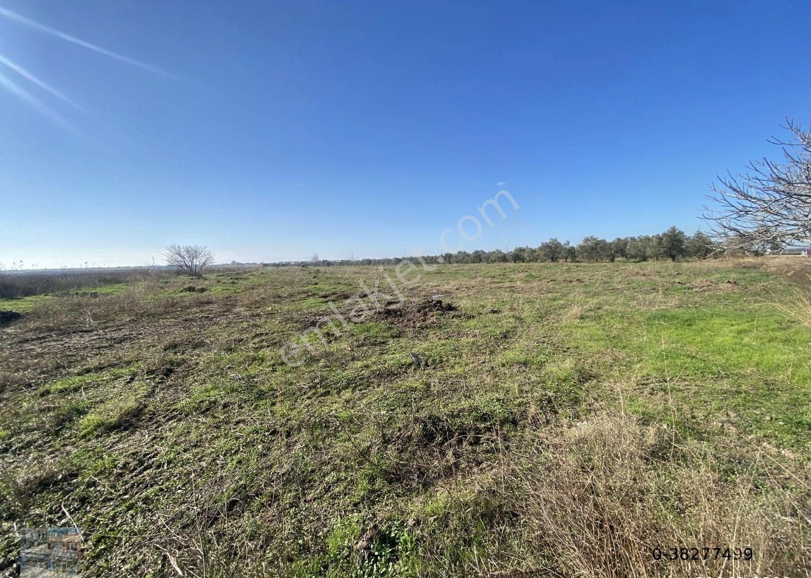 Balıkesir Ayvalık Altınova Da Satılık 20 Dönüm Tarla - Görsel 2