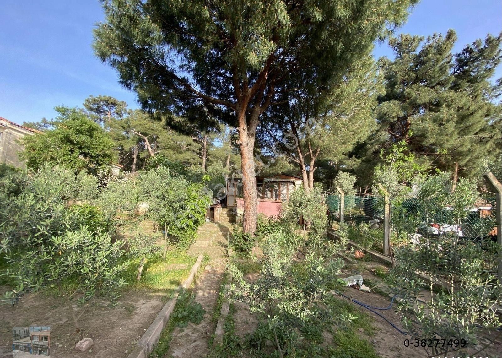 Balıkesir Ayvalık Camlık Ta Satılık Mustakil Ev.denize 90 Metre Mesafede - Görsel 2