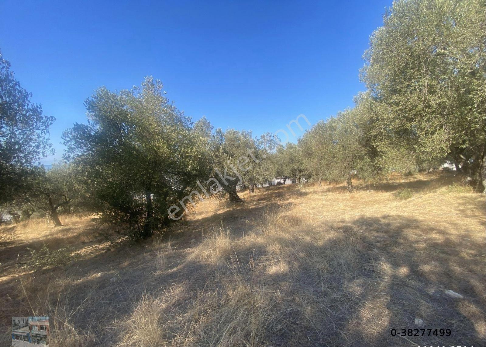 Balıkesir Gömeç Te Satılık 3,716 Metre Kare Villa İmarlı Arsa - Görsel 11