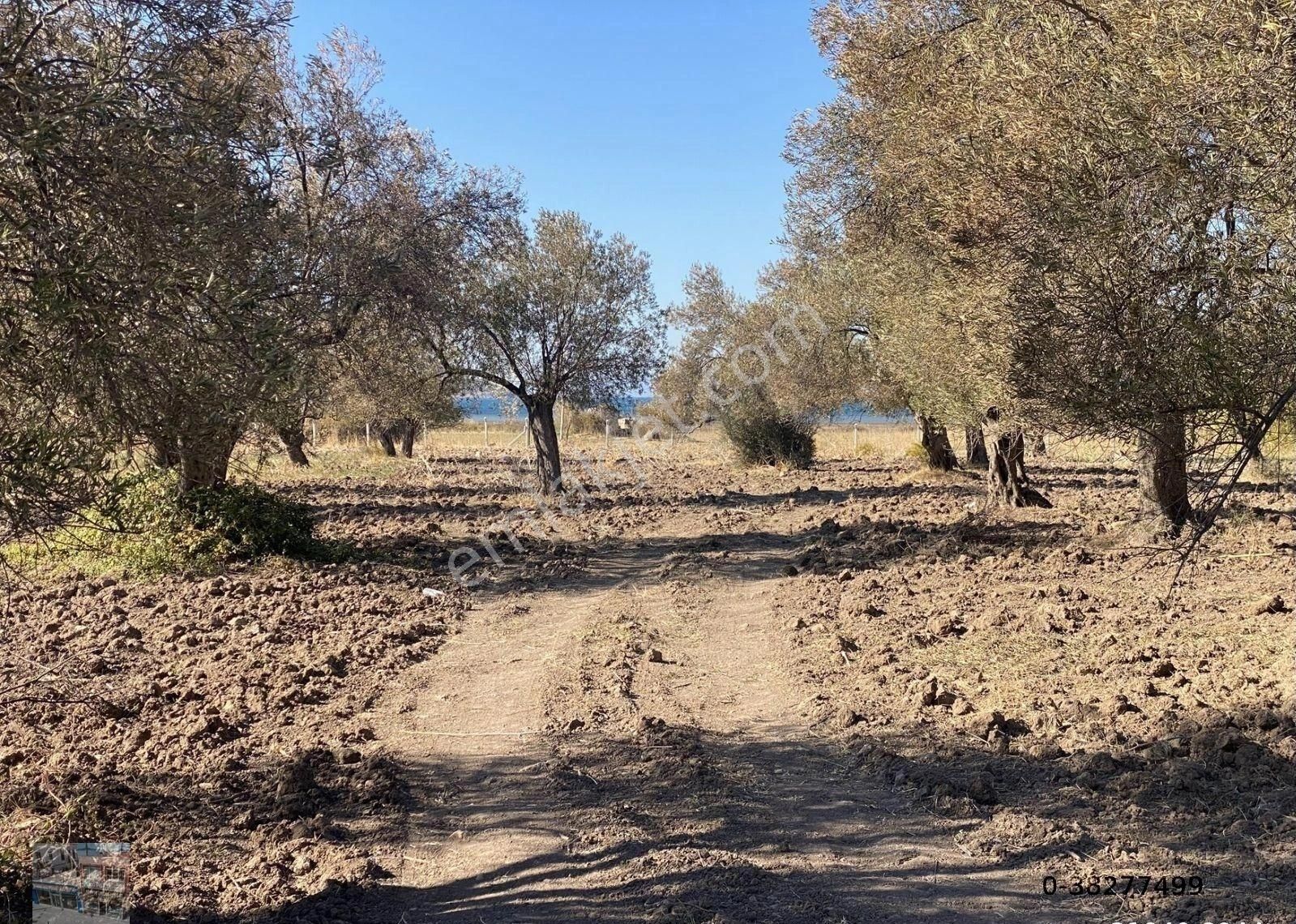 Balıkesir Ayvalık Sakarya Da Satılık 18 Donum Zeytinlik.yola Cepheli. - Görsel 2