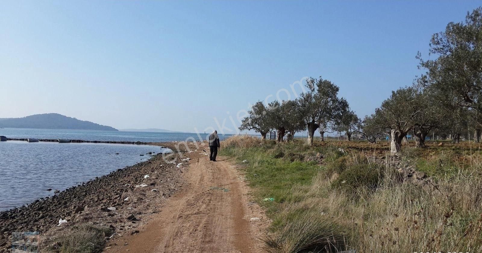 Balıkesir Ayvalık Cunda Da Satılık 28 Donum Arsa.denize Sıfır.