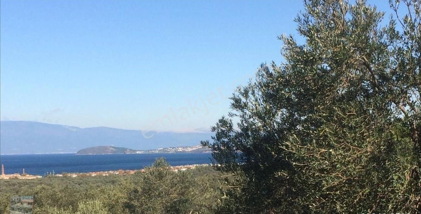 Balıkesir Ayvalık Ta Satılık 156 Donum Zeytinlik