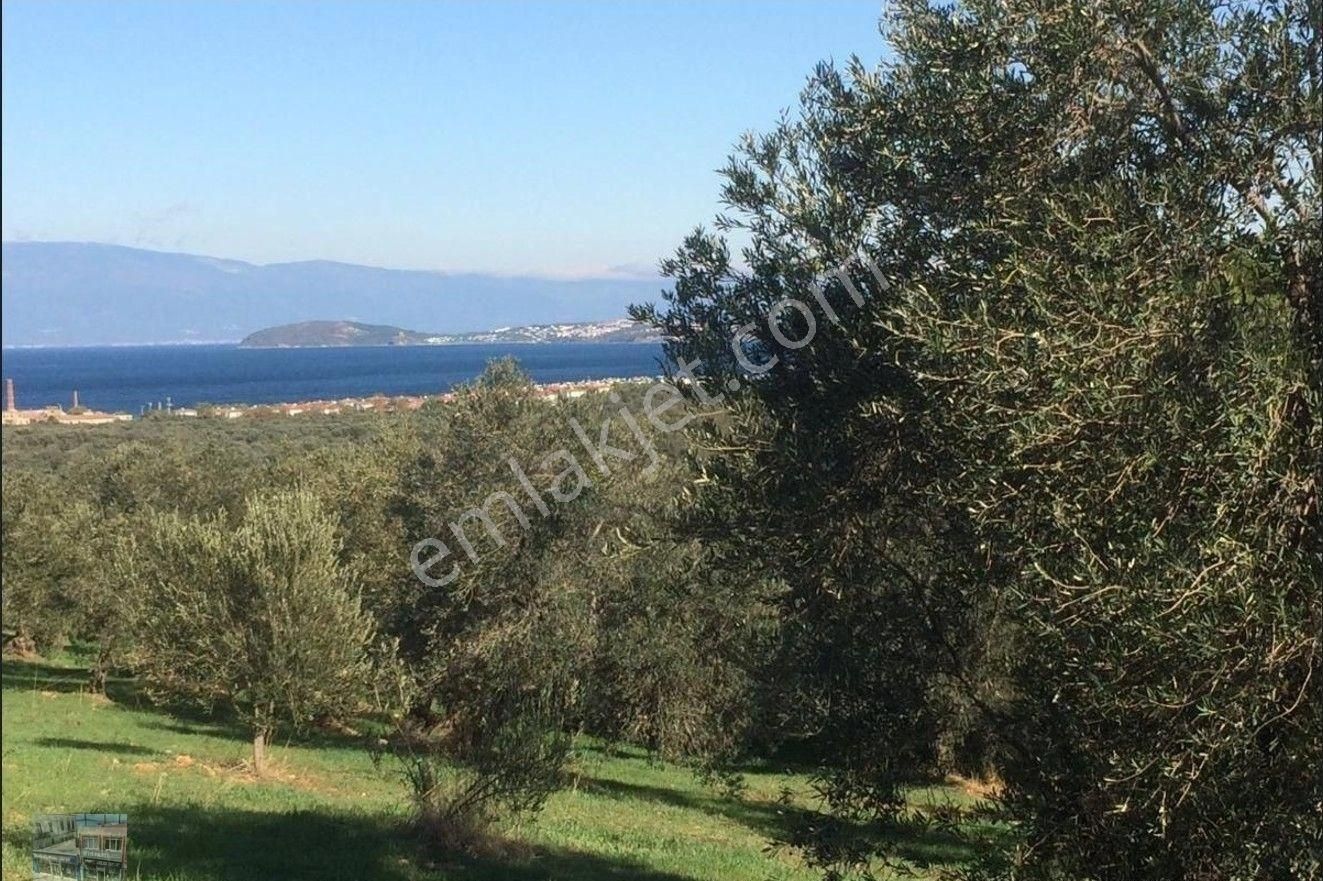 Balıkesir Ayvalık Ta Satılık 156 Donum Zeytinlik - Görsel 14