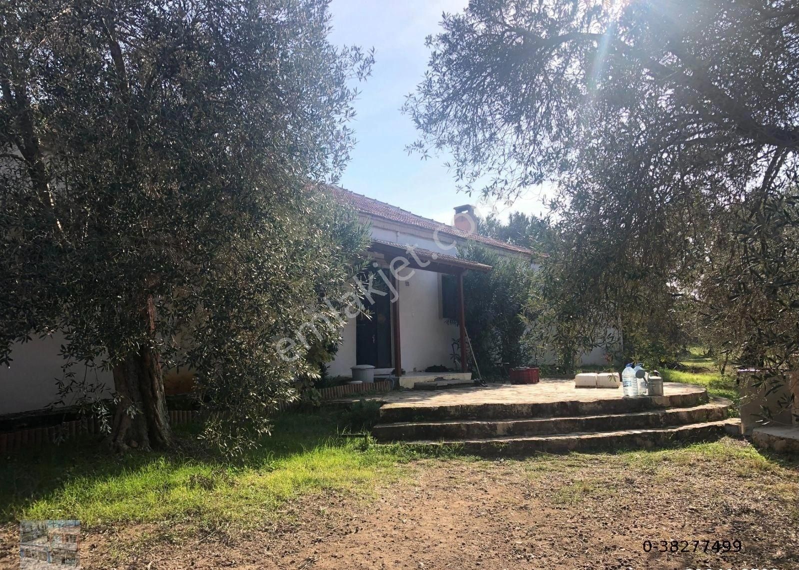 Balıkesir Ayvalık Ta Satılık 156 Donum Zeytinlik - Görsel 5
