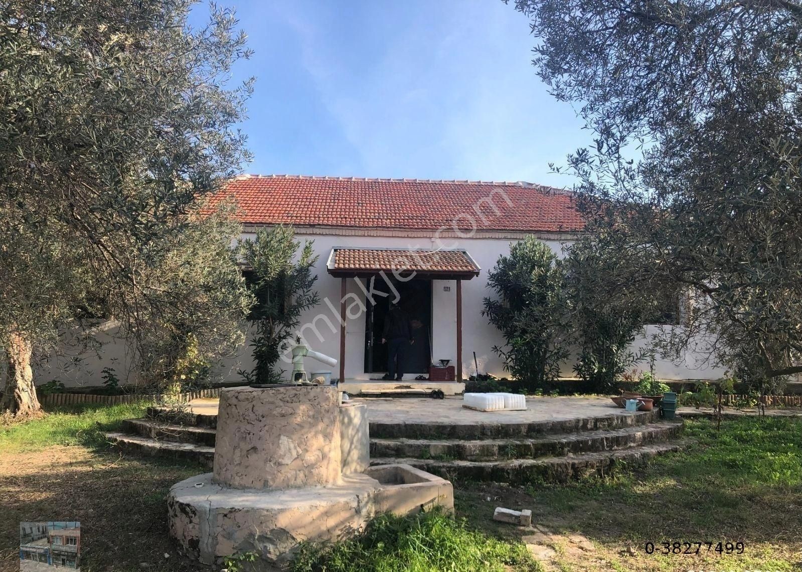 Balıkesir Ayvalık Ta Satılık 156 Donum Zeytinlik - Görsel 6