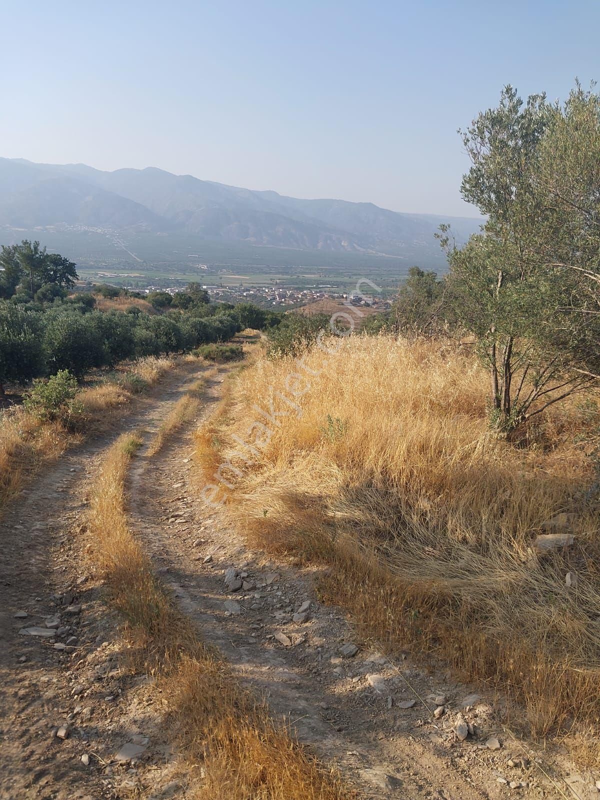 Kuyucak Yamalakta Satılık Zeytinlik - Görsel 8