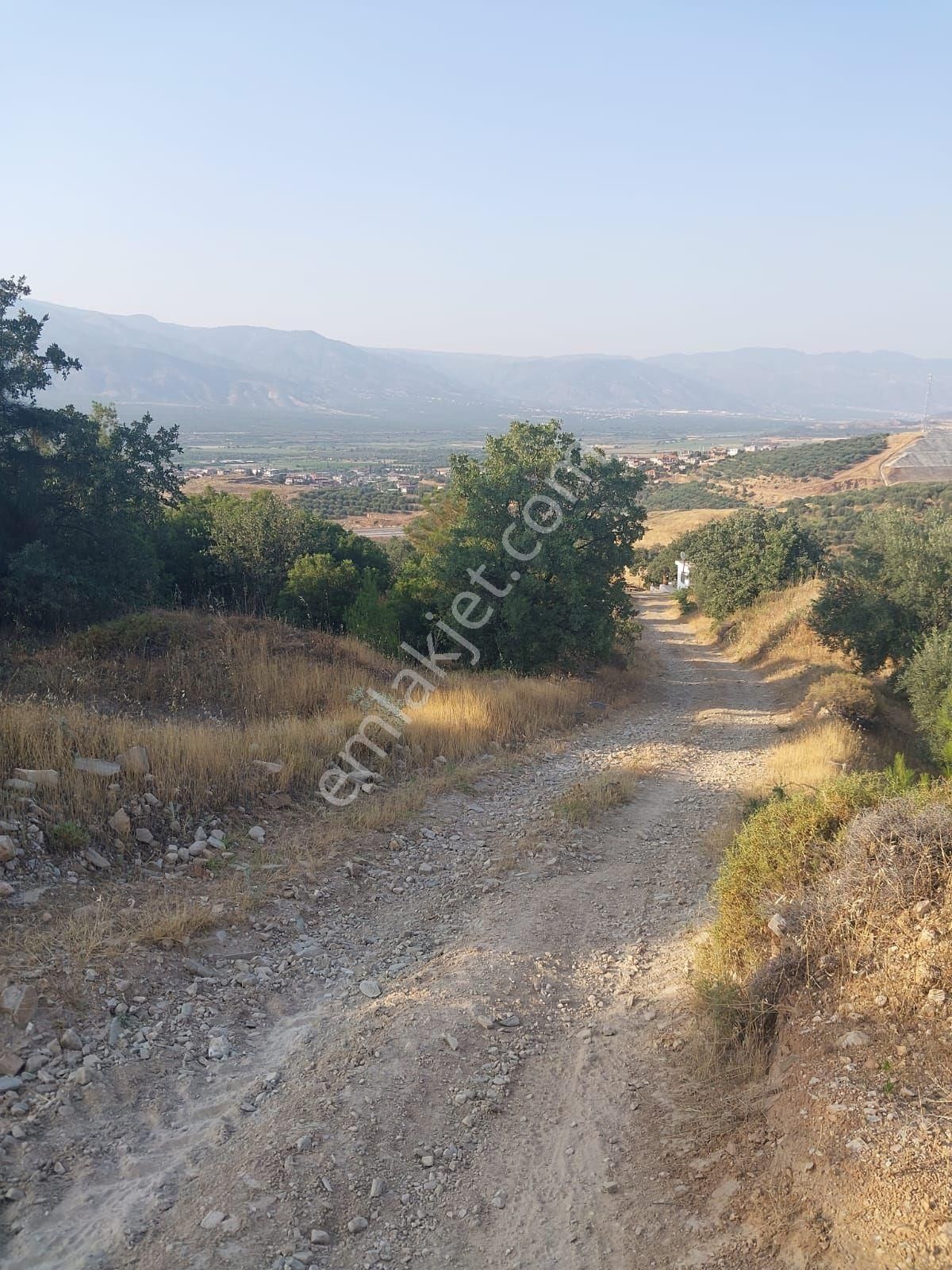Kuyucak Yamalakta Satılık Zeytinlik - Görsel 20