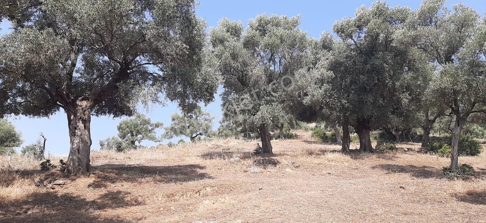 Merkeze Yakın Verimli Satılık Zeytin Bahçesi - Görsel 9