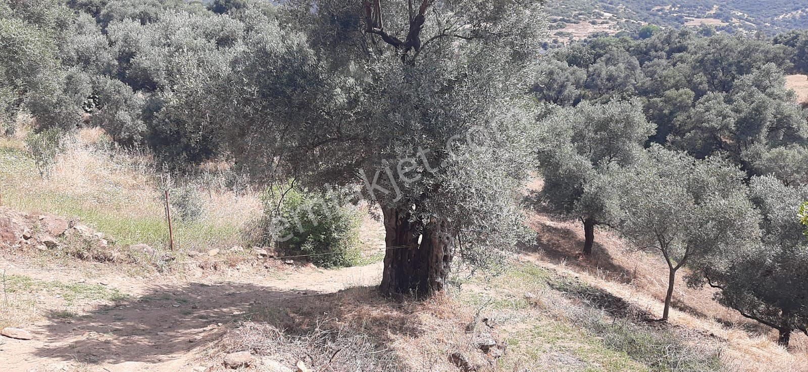 Merkeze Yakın Verimli Satılık Zeytin Bahçesi - Görsel 7