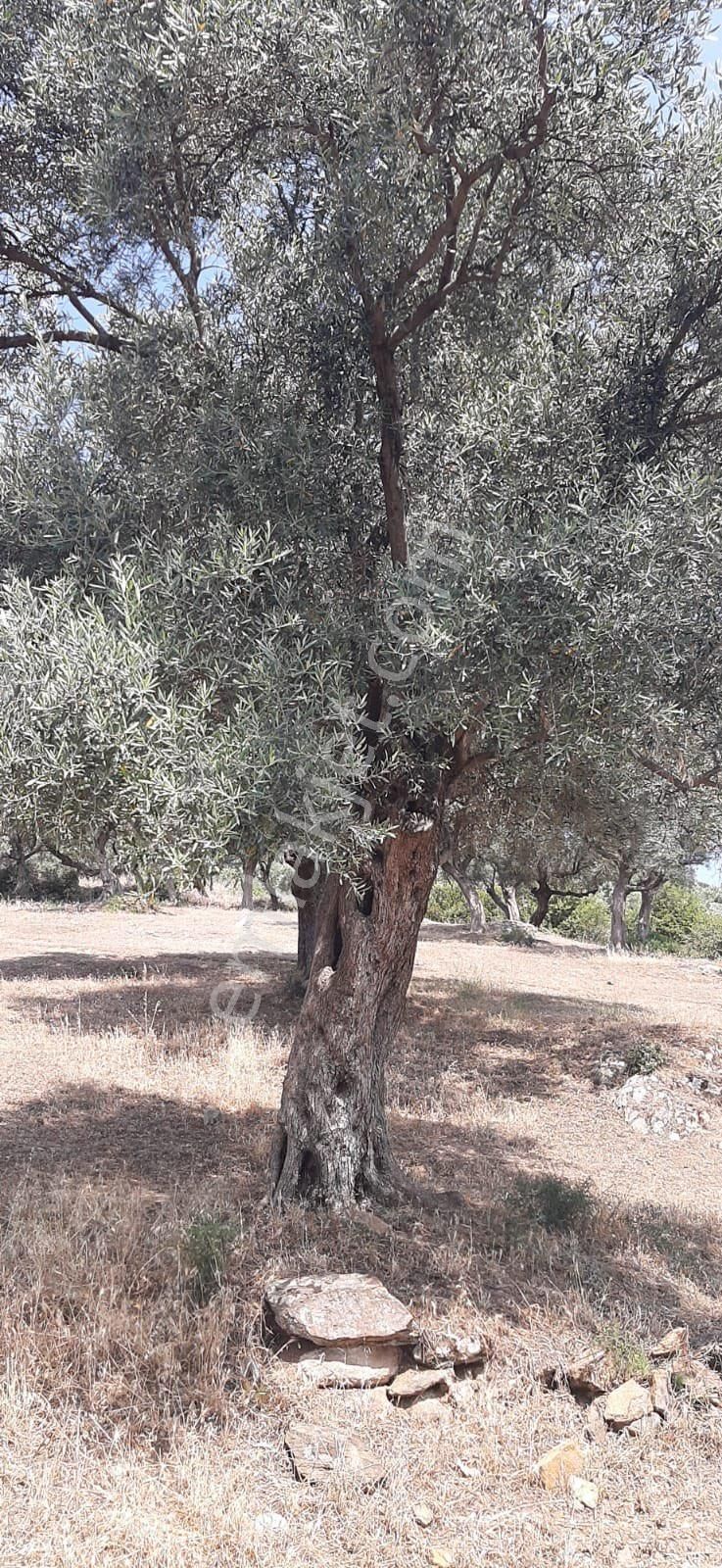 Merkeze Yakın Verimli Satılık Zeytin Bahçesi - Görsel 8